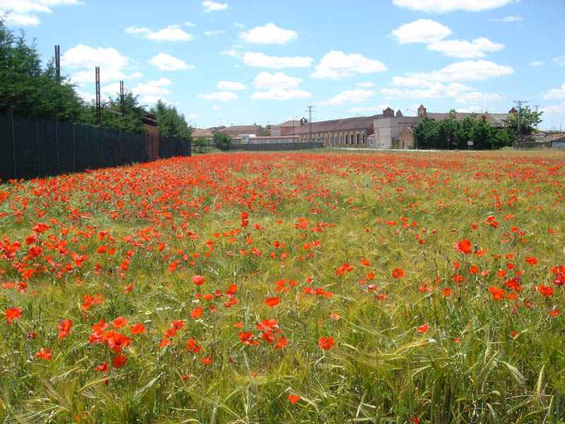 Papaver rhoeas en fleurs dans un champ de céréales en Espagne